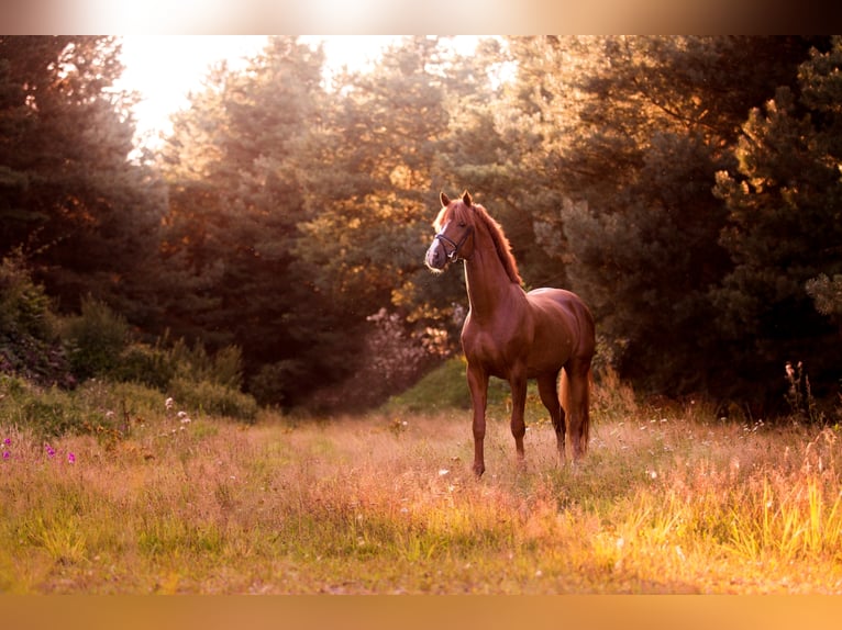 FLORIS PRINCE Hanoverian Stallion Chestnut-Red in Neuseriem