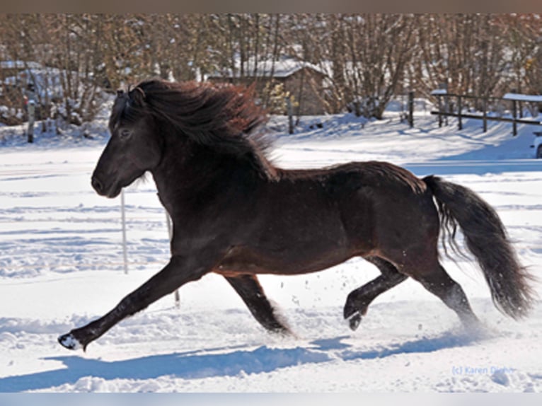 FÖNIX VON VINDHÓLAR Icelandic Horse Stallion Black in Stapelfeld