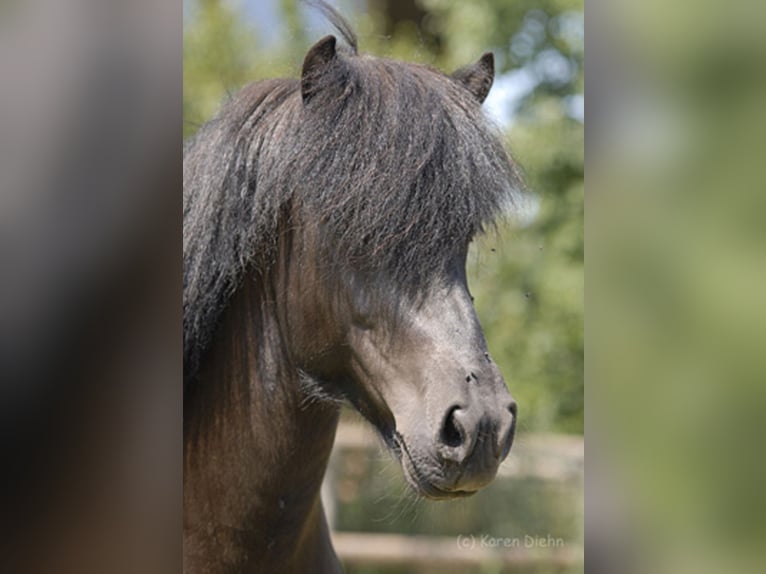 FÖNIX VON VINDHÓLAR Icelandic Horse Stallion Black in Stapelfeld