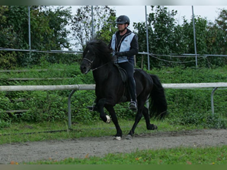 FÖNIX VON VINDHÓLAR Islandais Étalon in Stapelfeld