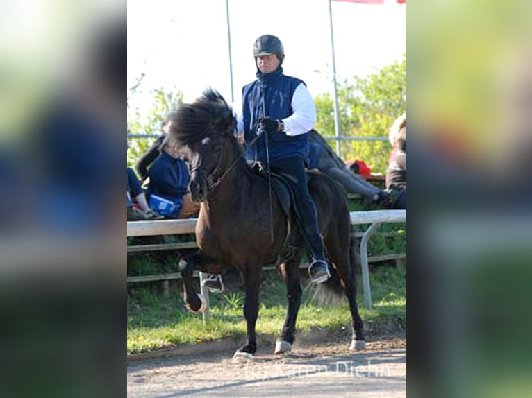 FÖNIX VON VINDHÓLAR Pony Islandese Stallone Morello in Stapelfeld