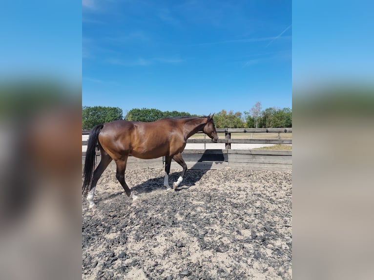 Folblut irlandzki Klacz 10 lat 160 cm Gniada in Loon op Zand