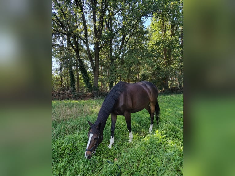 Folblut irlandzki Klacz 10 lat 160 cm Gniada in Loon op Zand