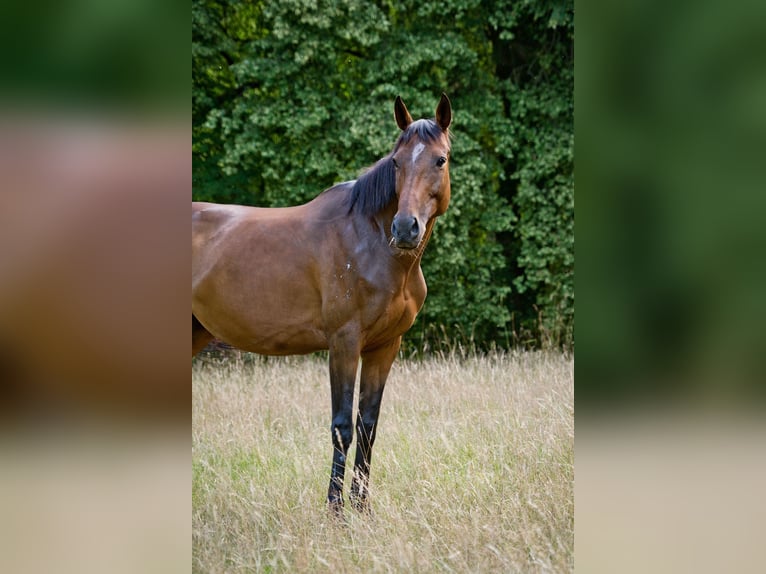 Folblut irlandzki Klacz 10 lat 163 cm Gniada in Wijckel