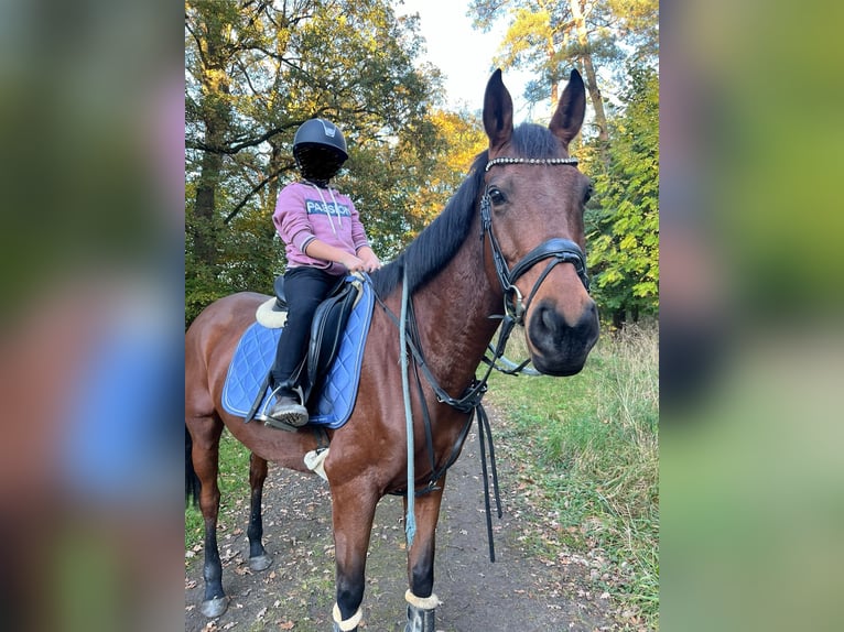 Folblut irlandzki Klacz 10 lat 165 cm Gniada in Landesbergen