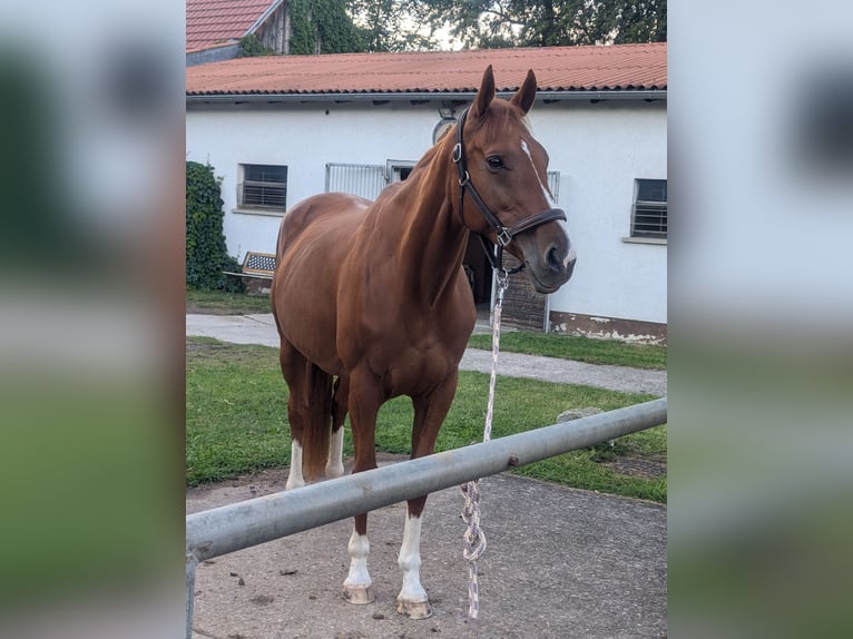 Folblut irlandzki Klacz 10 lat 168 cm Kasztanowata in Barchfeld