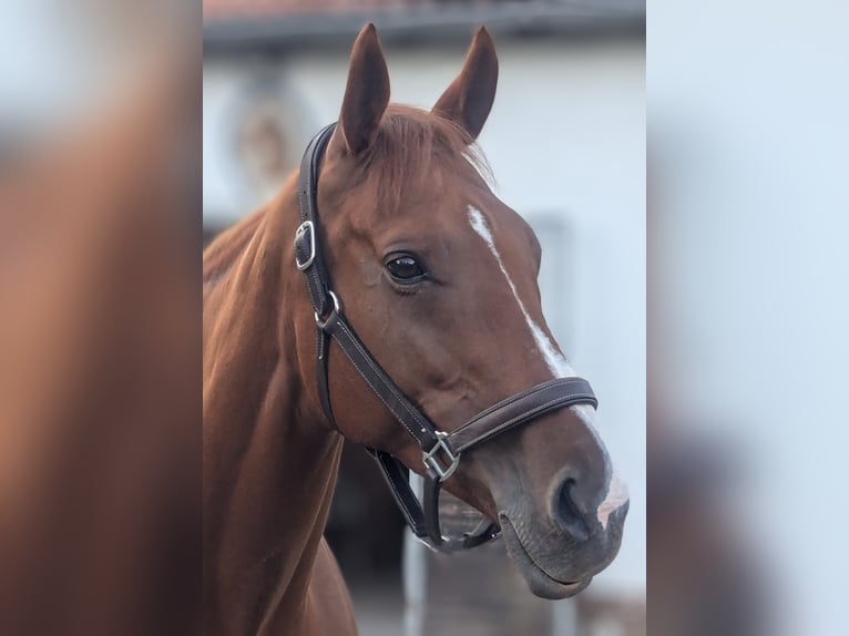 Folblut irlandzki Klacz 10 lat 168 cm Kasztanowata in Barchfeld