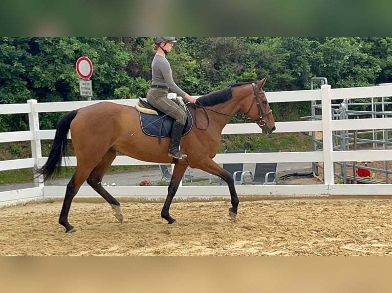 Folblut irlandzki Klacz 11 lat 167 cm Gniada in Morsbach
