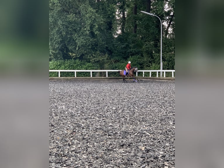 Folblut irlandzki Klacz 11 lat 168 cm Gniada in Rhede