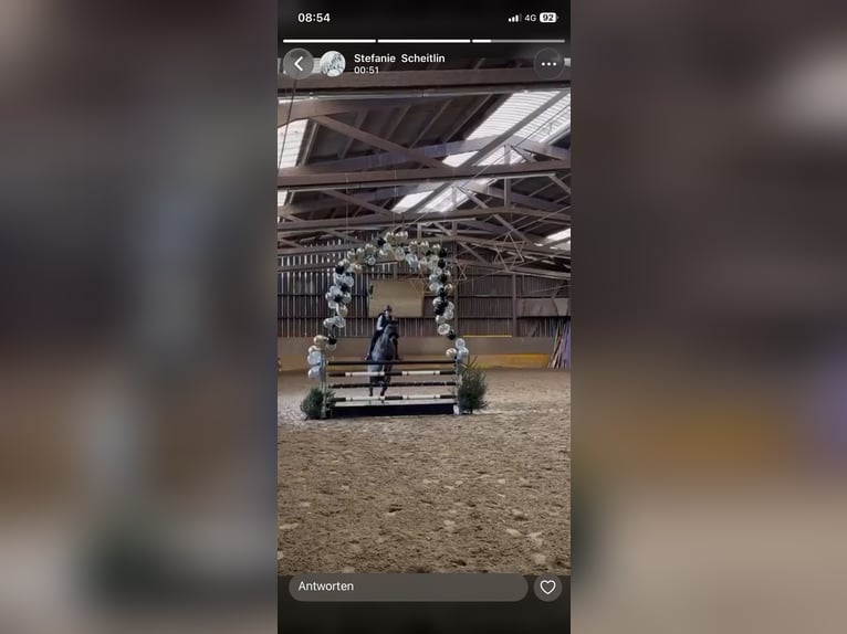 Folblut irlandzki Klacz 12 lat 163 cm Ciemnogniada in Biel-Benken BL