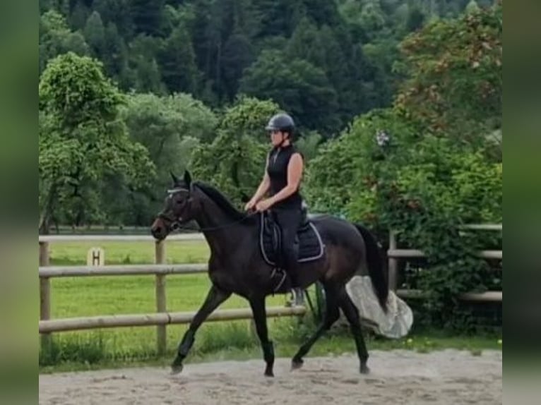 Folblut irlandzki Klacz 13 lat 160 cm Ciemnogniada in Gummern