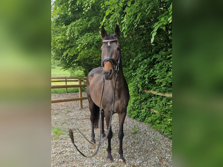 Folblut irlandzki Klacz 13 lat 160 cm Ciemnogniada in Gummern