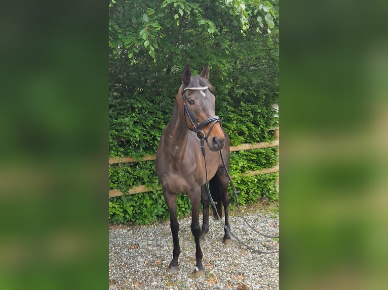 Folblut irlandzki Klacz 13 lat 160 cm Ciemnogniada in Gummern