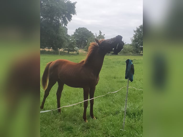Folblut irlandzki Klacz 13 lat 160 cm Gniada in Luckau