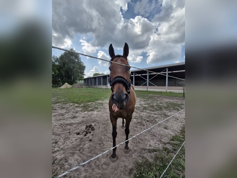 Folblut irlandzki Klacz 13 lat 164 cm Gniada in KALMTHOUT