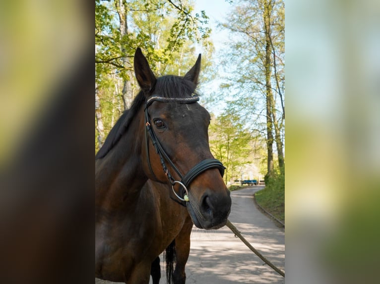 Folblut irlandzki Klacz 14 lat 160 cm Gniada in Lorch