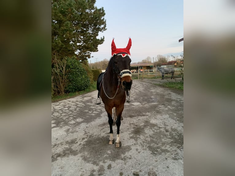 Folblut irlandzki Mix Klacz 15 lat 150 cm Srokata in Olching