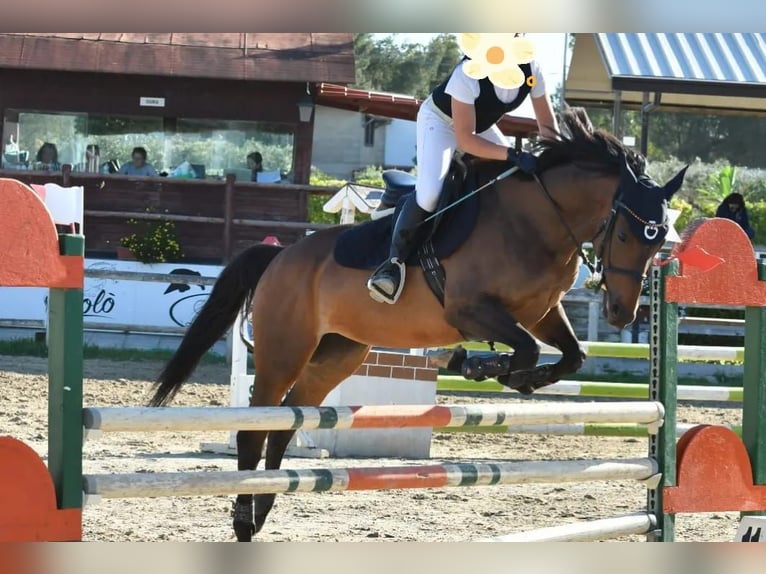 Folblut irlandzki Klacz 15 lat 154 cm Ciemnogniada in Lecce