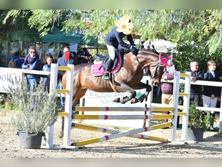 Folblut irlandzki Klacz 15 lat 154 cm Ciemnogniada in Lecce