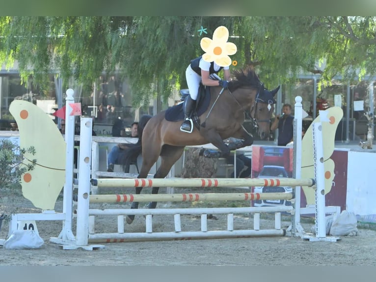 Folblut irlandzki Klacz 16 lat 154 cm Ciemnogniada in Lecce