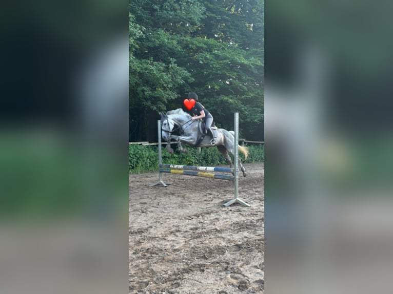 Folblut irlandzki Klacz 18 lat 160 cm Siwa jabłkowita in Altenkirchen