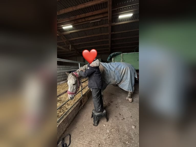 Folblut irlandzki Klacz 18 lat 160 cm Siwa jabłkowita in Altenkirchen