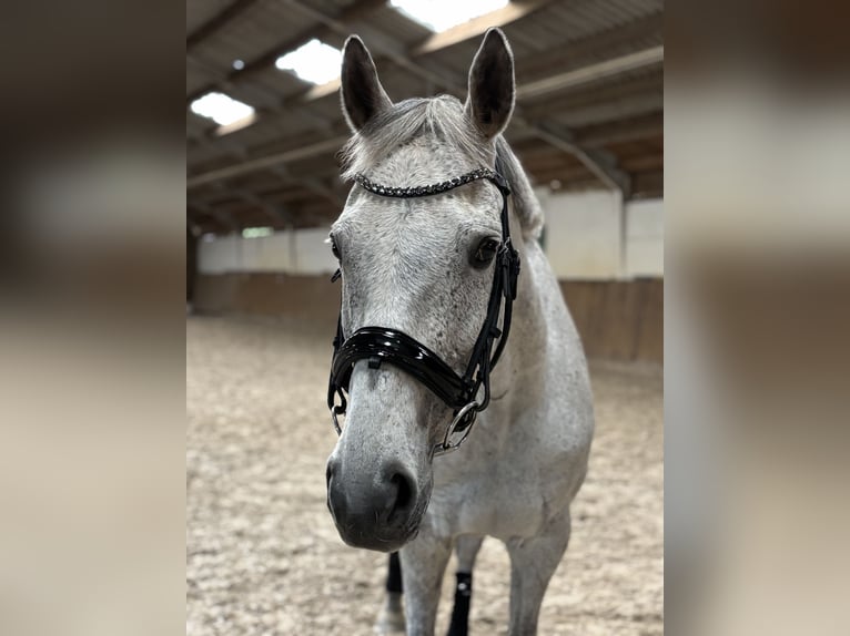 Folblut irlandzki Klacz 18 lat 160 cm Siwa jabłkowita in Altenkirchen