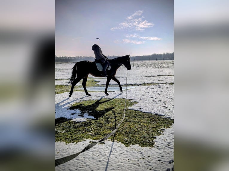 Folblut irlandzki Klacz 4 lat 158 cm  in Wardenburg