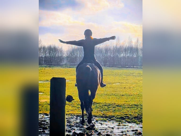 Folblut irlandzki Klacz 4 lat 158 cm  in Wardenburg