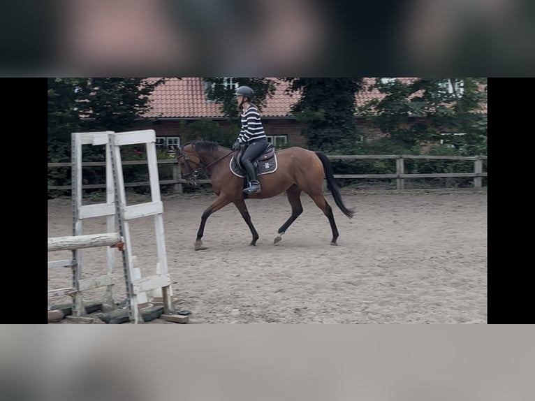 Folblut irlandzki Klacz 5 lat 154 cm Gniada in Lensahn