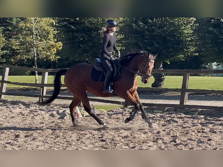 Folblut irlandzki Klacz 5 lat 154 cm Gniada in Lensahn