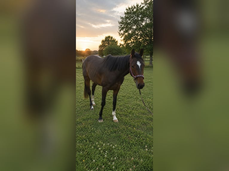 Folblut irlandzki Klacz 5 lat 158 cm Gniada in Kalbe