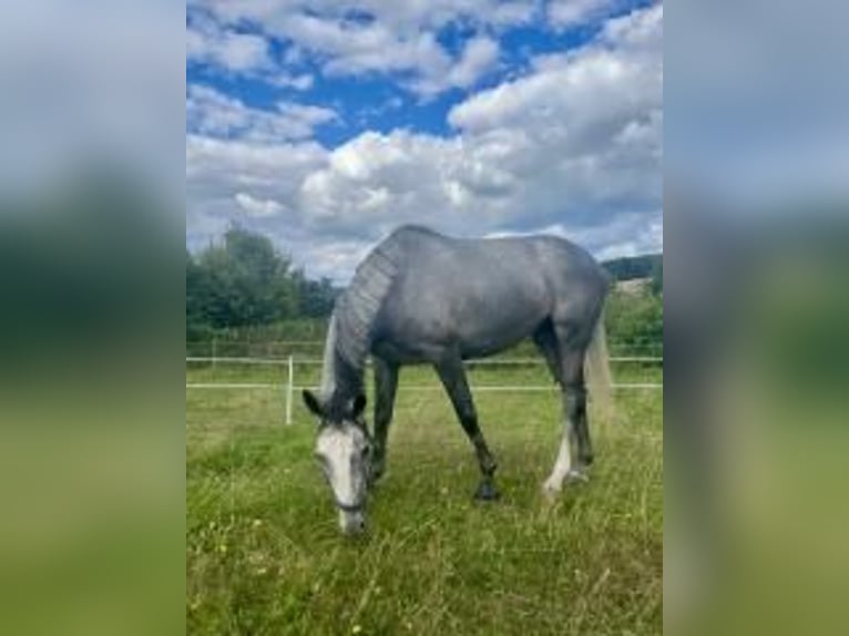 Folblut irlandzki Klacz 5 lat 165 cm Siwa in Homberg (Efze)