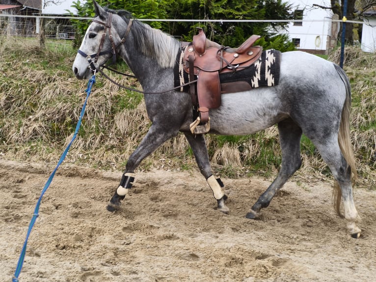 Folblut irlandzki Klacz 5 lat 165 cm Siwa in Homberg (Efze)