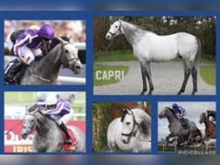 Folblut irlandzki Klacz 5 lat 165 cm Siwa in Homberg (Efze)