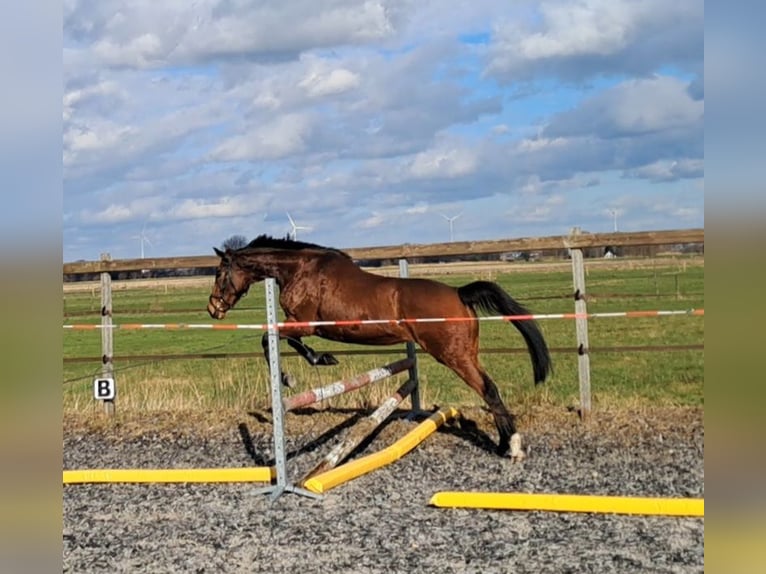 Folblut irlandzki Klacz 6 lat 160 cm Gniada in Gasselternijveen