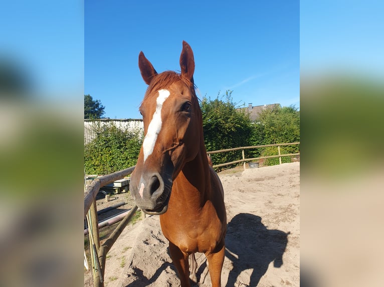 Folblut irlandzki Klacz 6 lat 165 cm Kasztanowata in Meerbusch