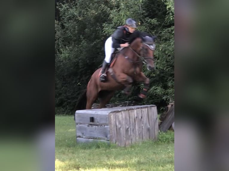 Folblut irlandzki Klacz 6 lat 168 cm Gniada in Mainbernheim