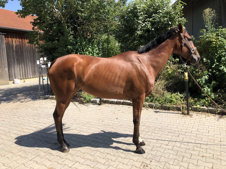 Folblut irlandzki Klacz 6 lat 168 cm Gniada in Mainbernheim