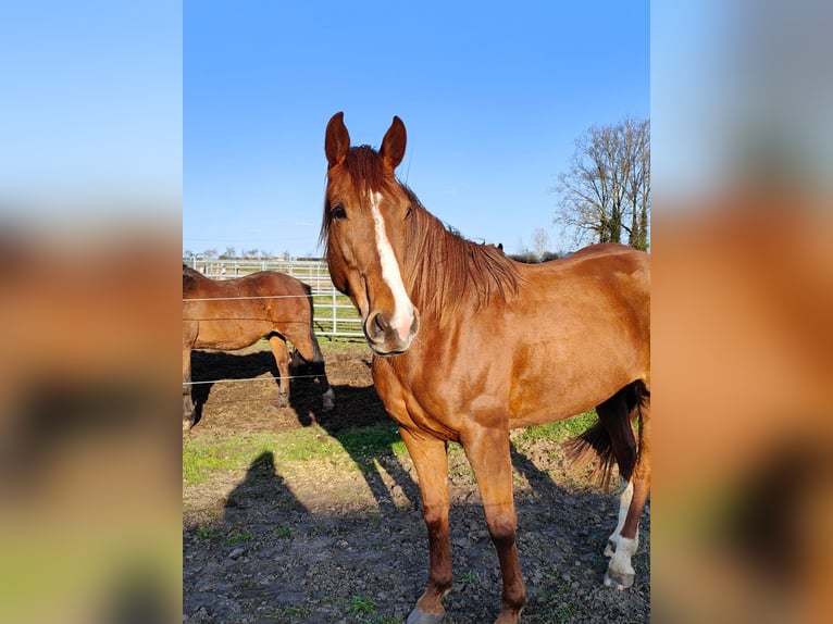 Folblut irlandzki Mix Klacz 6 lat 168 cm Kasztanowata in Ronse