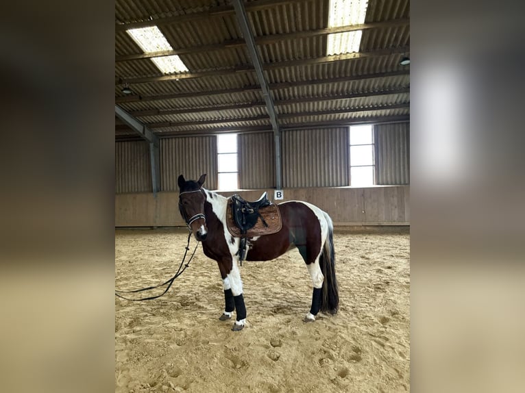 Folblut irlandzki Klacz 7 lat 150 cm Srokata in Düren