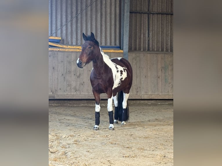 Folblut irlandzki Klacz 7 lat 150 cm Srokata in Düren