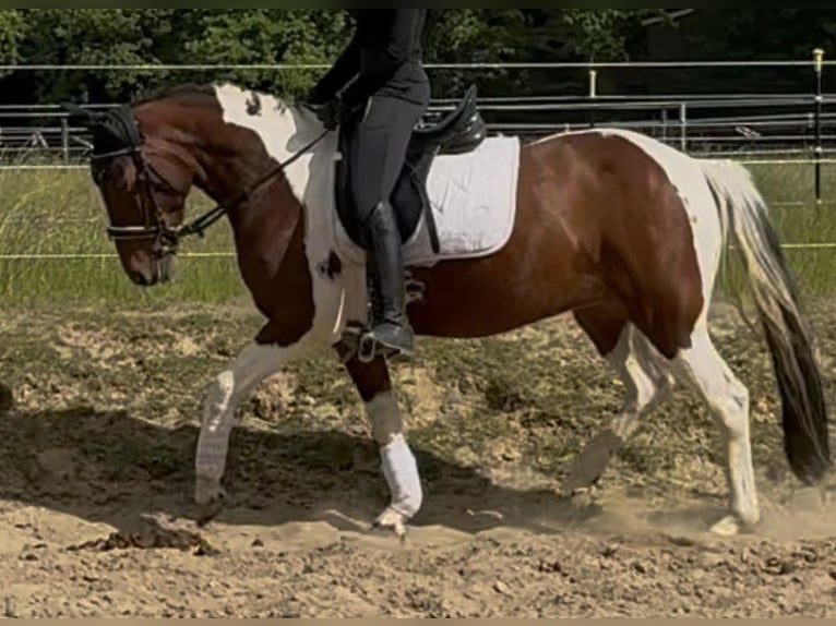 Folblut irlandzki Klacz 7 lat 150 cm Srokata in D&#xFC;ren