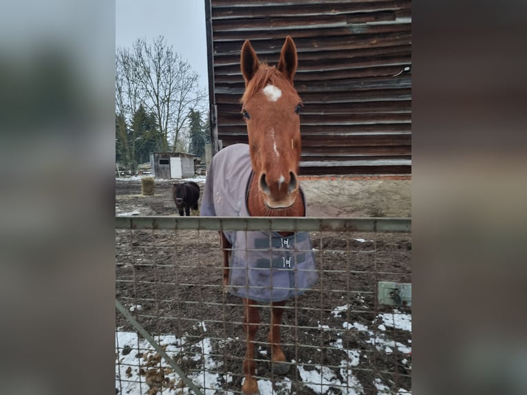 Folblut irlandzki Klacz 7 lat 154 cm Kasztanowata in Gro&#xDF; Quenstedt