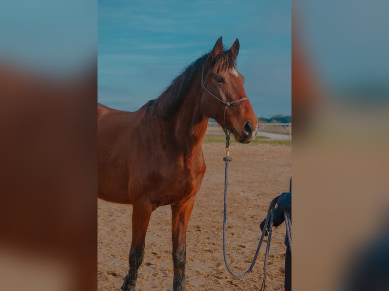 Folblut irlandzki Klacz 7 lat 158 cm Gniada in La Rochelle