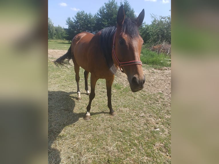 Folblut irlandzki Klacz 7 lat 165 cm Gniada in Gwizdały