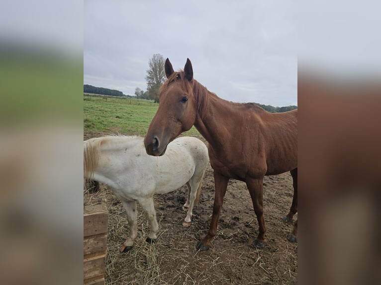 Folblut irlandzki Klacz 7 lat 170 cm Kasztanowata in Peine