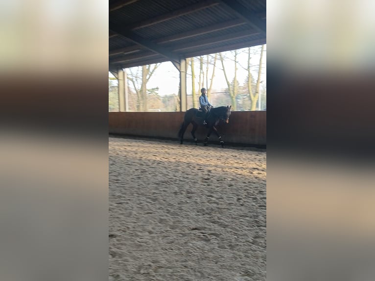 Folblut irlandzki Klacz 7 lat Gniada in Rotterdam