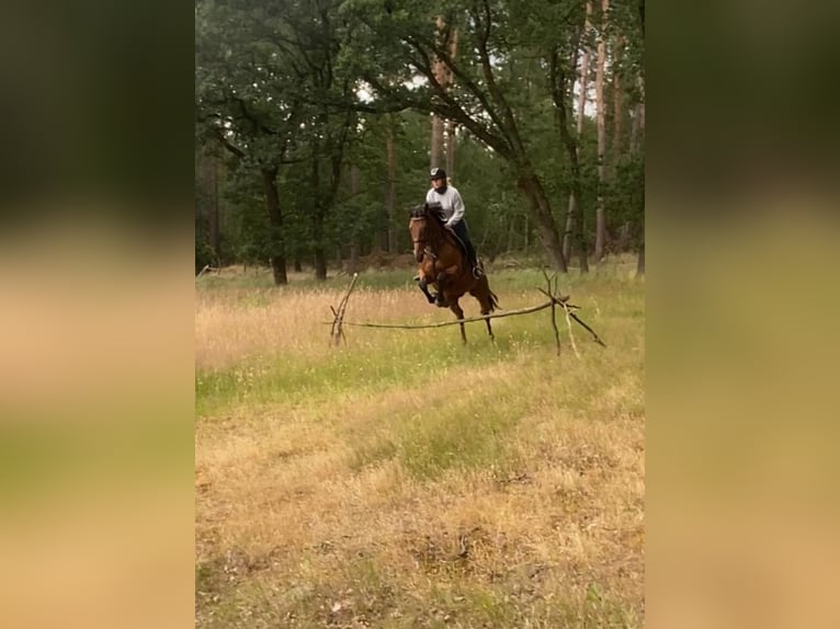 Folblut irlandzki Klacz 8 lat 164 cm Gniada in Rindtorf