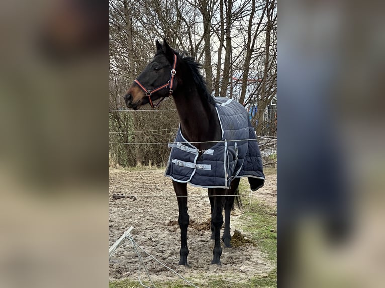 Folblut irlandzki Klacz 8 lat 165 cm Gniada in Barsinghausen